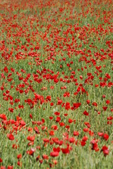 champ de coquelicot