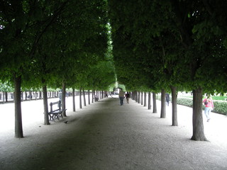a tree galleria in paris