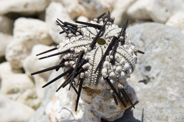 hawaiian hedgehog vana