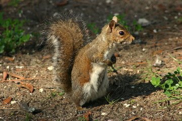 squirrel