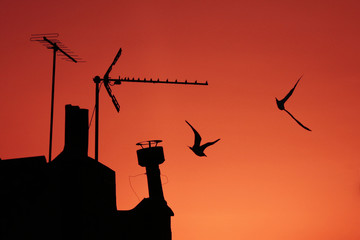antennes rouge