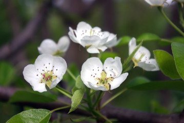 pear blossoms