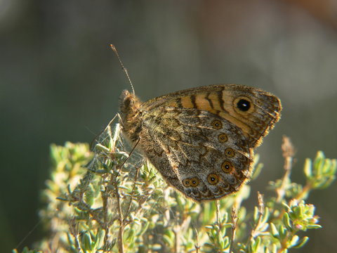 satyre
