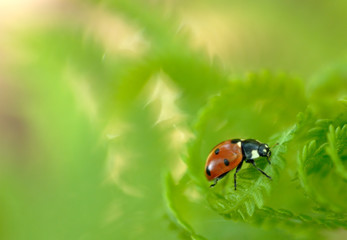 ladybug on fern 2
