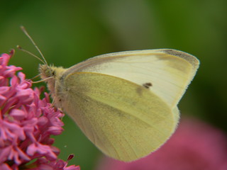 papillon blanc