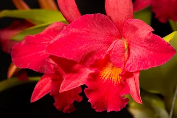 Wandcirkels Orchidee orchids flowers (cattleya sp)  © evgenyb