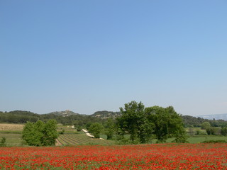 Fototapeta na wymiar provence fleurie