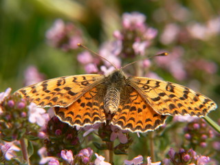 Obraz premium papillon de dos