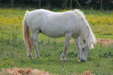 Obraz premium cheval