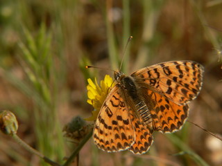 mélitée