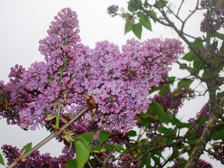 romanian lilac