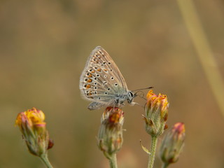papillon bleu