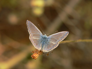 papillon bleu