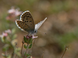 papillon bleu