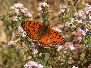 mélitée dans le thym