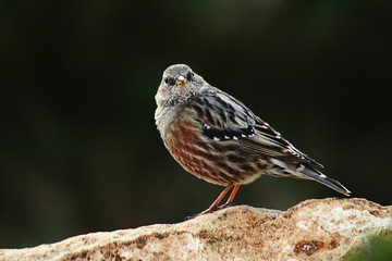 oiseau