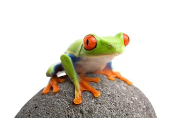 Crédence de cuisine en verre imprimé Grenouille frog on rock