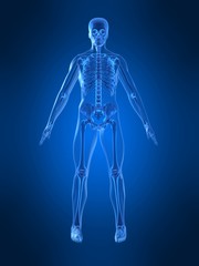 menschliches skelett