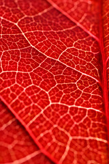 Obraz premium weinlese