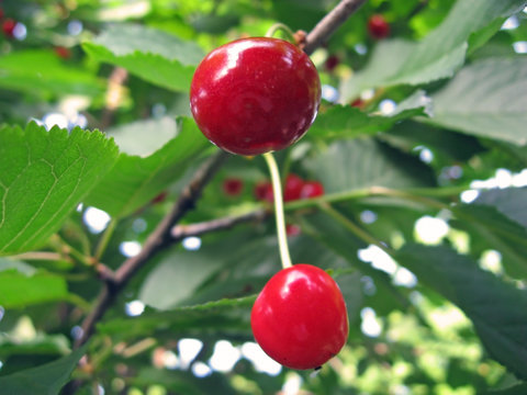 cherry