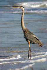 heron on the beach