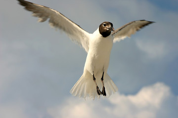 flight