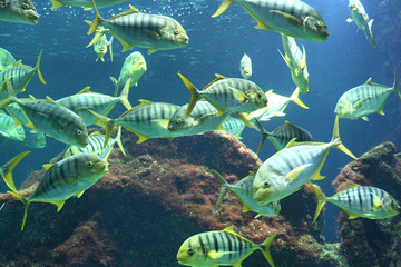banc de poissons exotiques