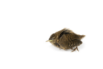 sparrow