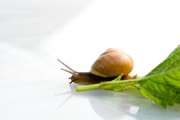 schnecke auf salat