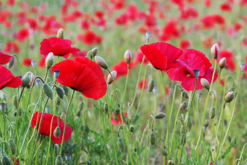 many red poppies and buds