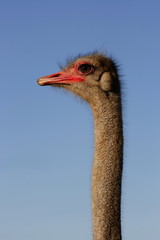 Fototapeta premium ostrich female