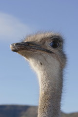 ostrich female