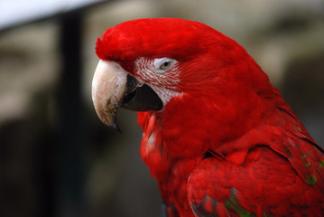 Perroquet 2 © Michel VEY