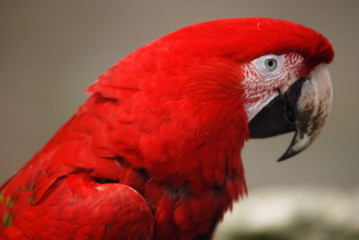 Perroquet 1 © Michel VEY