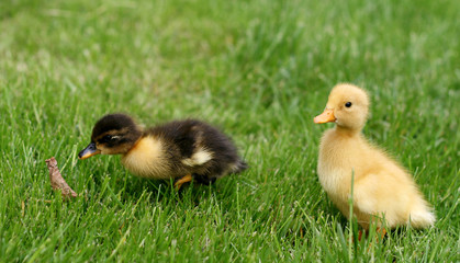 cute little ducklings