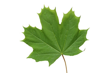 green maple leaf.