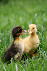 cute little ducklings