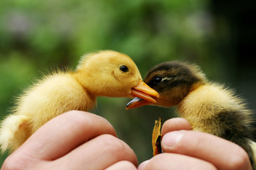 two little ducklings hold in hands