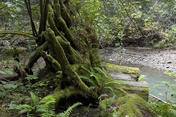 Obraz premium green tree by river