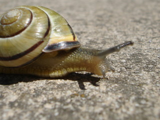 snake 01