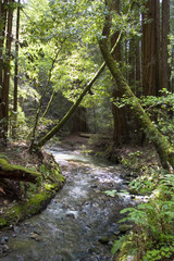 Obraz premium muir woods with river