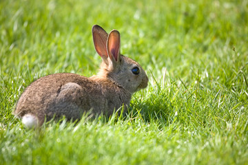 little bunny