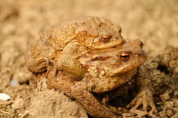 geschlechtsreife frösche zur paarungszeit