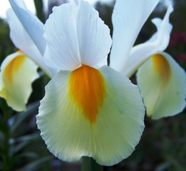 white iris