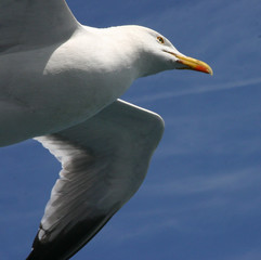 seagull on the wing