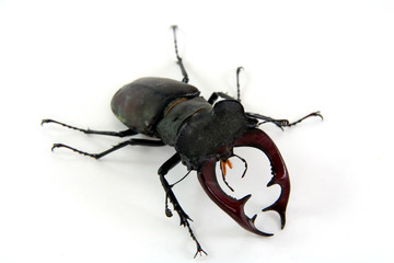 male stag-beetle