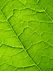 leaf texture