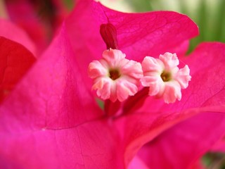 bougainvillea