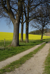 rapsfeld