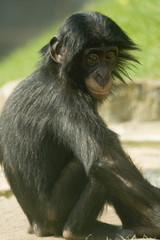 chimpanzee